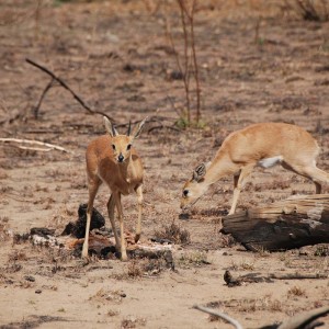 Steenbok couple in South Africa