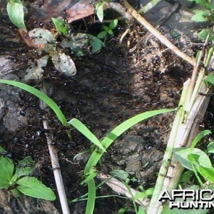 Red Ants in Central Africa
