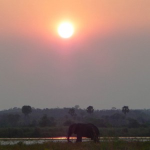 Elephant bull in the sunset - Selous Tanzania