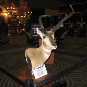 Taxidermy at Safari Club International Convention