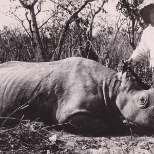 Hunting Black Rhino