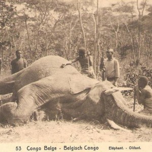 Hunting Elephant