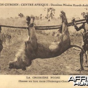 Hunting Lion