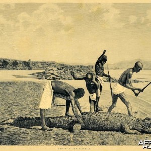 Hunting Crocodile
