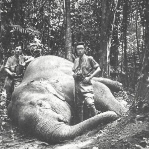 Hunting Elephant Malaysia