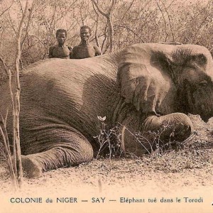 Hunting Elephant Nigeria