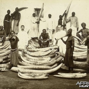 Ivory 1880