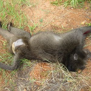 Chacma Baboon Namibia