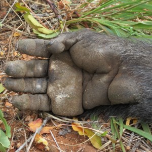 Chacma Baboon Hand Namibia