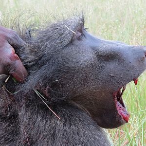 Chacma Baboon Namibia