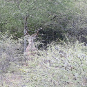 Greater Kudu Namibia