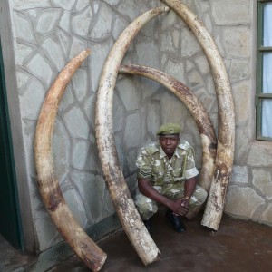 Big Ivory
