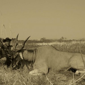 Cape Eland