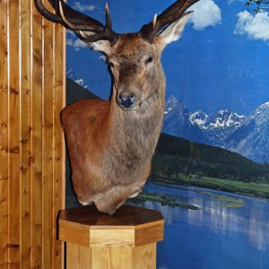 Red Stag mounted