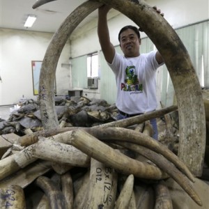 Seized Ivory