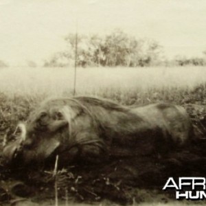 Hunting Sudan Warthog