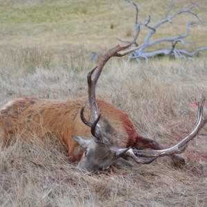 joysies first ever deer 13 point red australia day weekend jan 2012