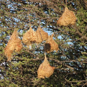 Nests Namibia