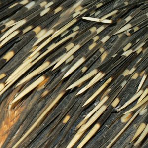 African Porcupine Namibia