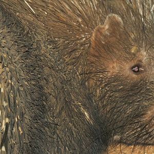 African Porcupine Namibia