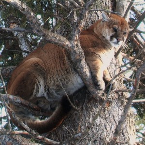 Mountain Lion