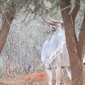 Greater Kudu Namibia