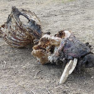 Warthog Carcass Namibia