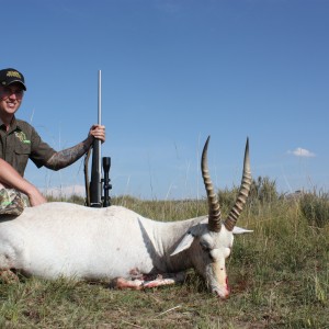 White Blesbok