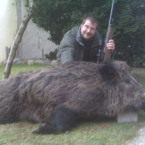 Boar