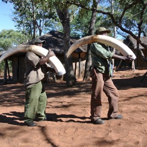 52 pound Elephant Bull