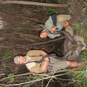 Safari Afrika April 2013 Hunt, Limpopo Province