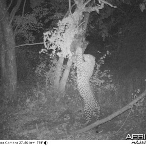 Leopard on bait Zimbabwe
