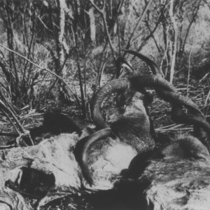 Remains of two Kudus that died from becoming interlocked