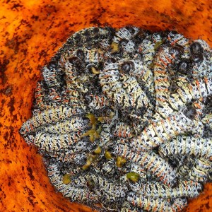 Mopane Worms