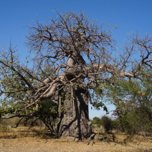 Baobab Tree