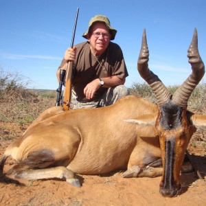 Red Hartebeest