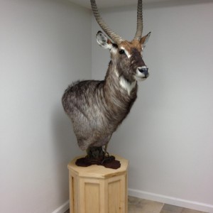 Waterbuck shoulder mount