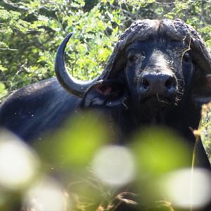 Buffalo