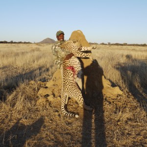 Cheetah hunted with Ozondjahe Hunting Safaris Namibia