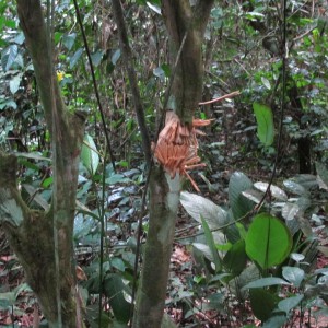 Bullet passed through in the tree Cameroon