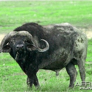 Buffalo