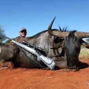 Blue Wildebeest