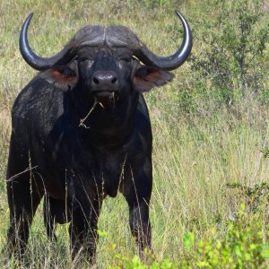 Buffalo South Africa