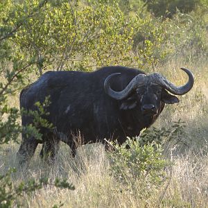 Buffalo South Africa