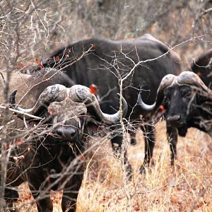 Buffalo South Africa