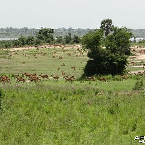 Hunting Uganda