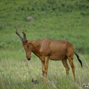 Hunting Uganda