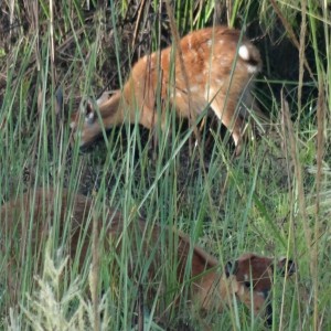 Sitatunga Uganda