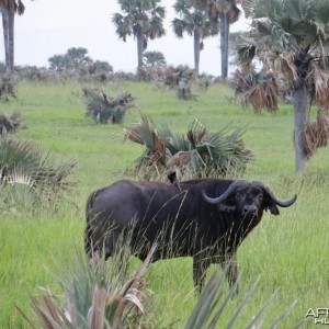 Uganda Buffalo