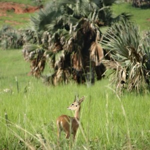 Oribi in Uganda